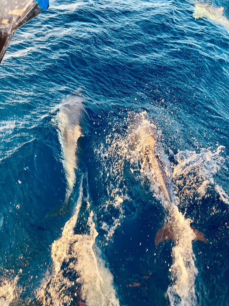 Delfine im Atlantik am Big von SY Rocinante